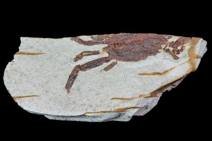 Partial Fossil Pea Crab (Pinnixa) From California - Miocene #85316